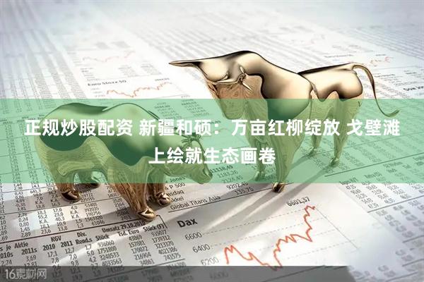 正规炒股配资 新疆和硕：万亩红柳绽放&#32;戈壁滩上绘就生态画卷